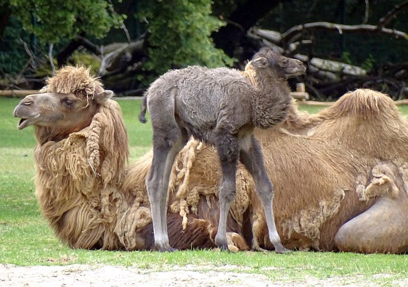 alt-"Trampeltier mit Fohlen - Aktuelles Tierpark Berlin und Zoo Berlin - Freunde Hauptstadtzoos - Förderverein"
