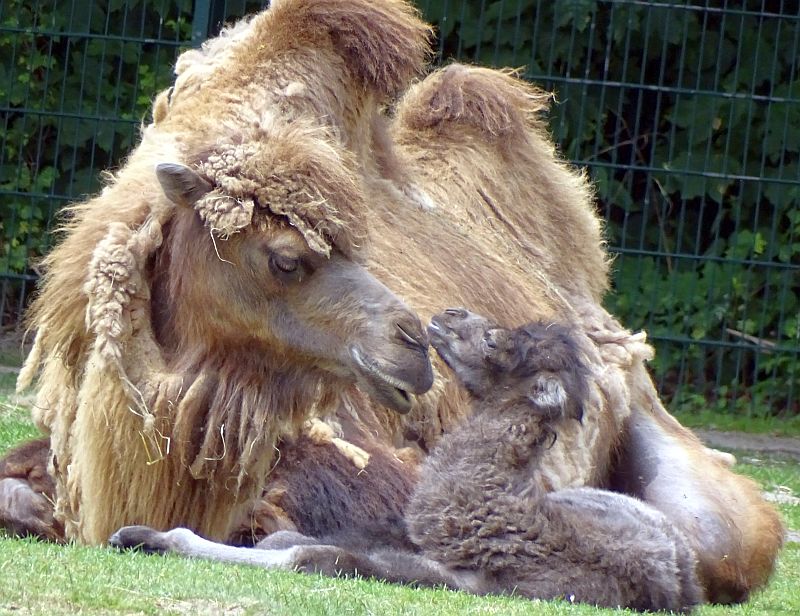 alt-"Trampeltier mit Fohlen - Aktuelles Tierpark Berlin und Zoo Berlin - Freunde Hauptstadtzoos - Förderverein"