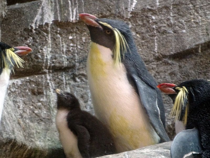 Tristanpinguine mit einem Jungvogel im Zoo Berlin.