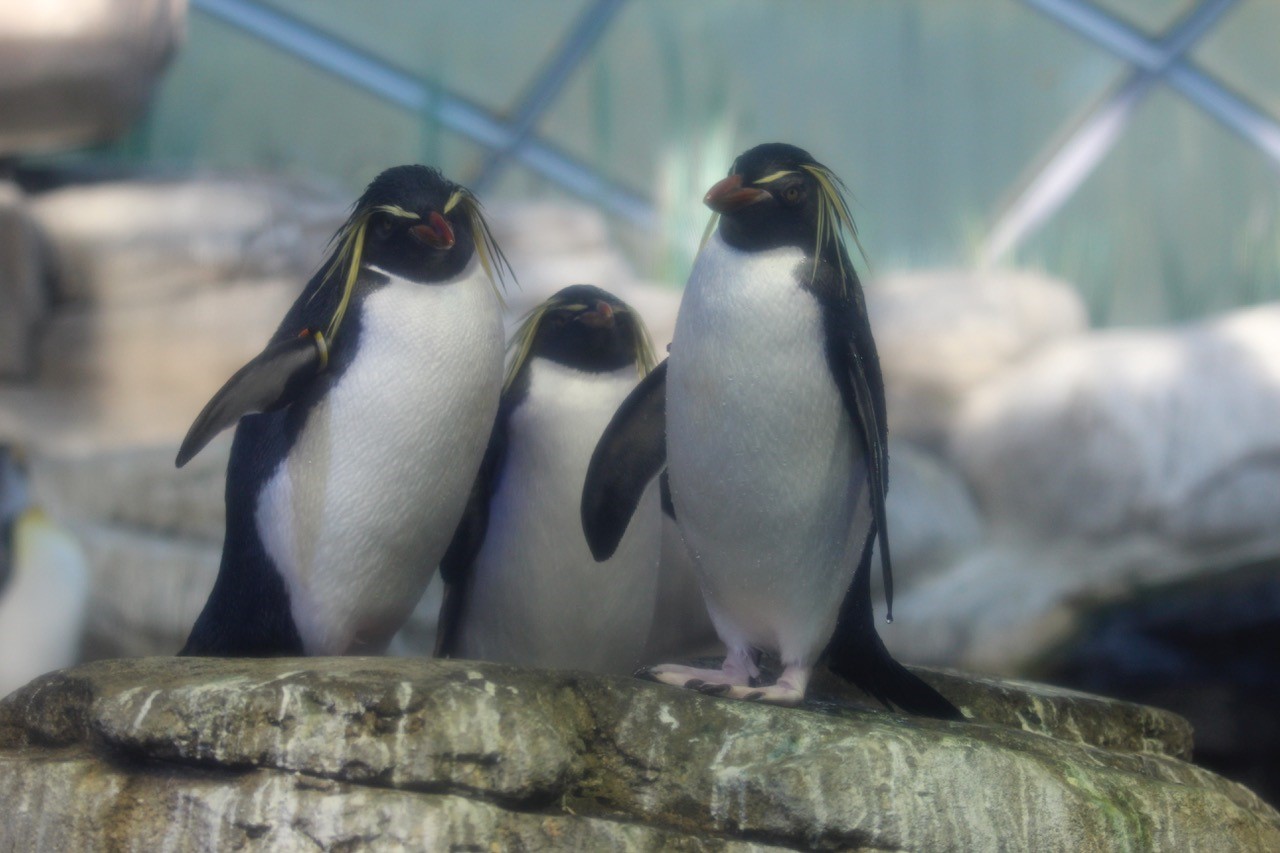 Tristanpinguine - Zoo Berlin - Aktuelles - Freunde Hauptstadtzoos - Förderverein