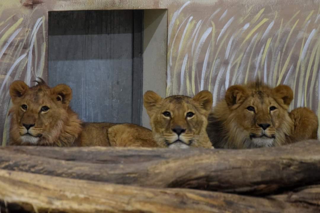 Ukraine - Krieg - Zoos - Solidarität - Helfen - Spenden - Freunde Hauptstadtzoos