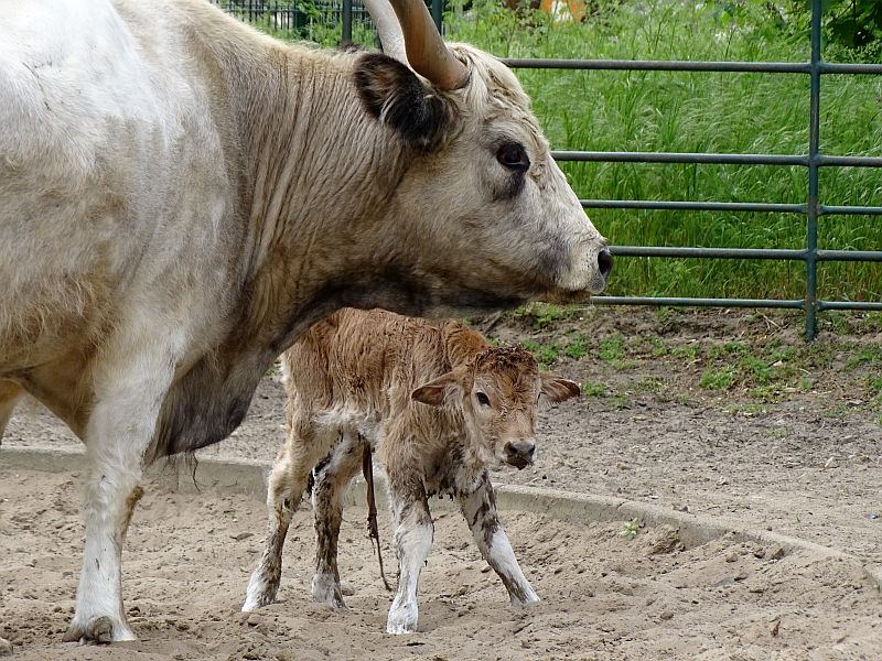 Ungarisches Steppenrind -  Tierpark Berlin - Aktuelles Tierpark Berlin und Zoo Berlin - Freunde Hauptstadtzoos