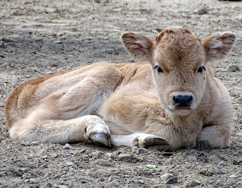 alt-"Ungarischs Steppenrind - Aktuelles Tierpark Berlin und Zoo Berlin - Freunde Hauptstadtzoos - Förderverein"