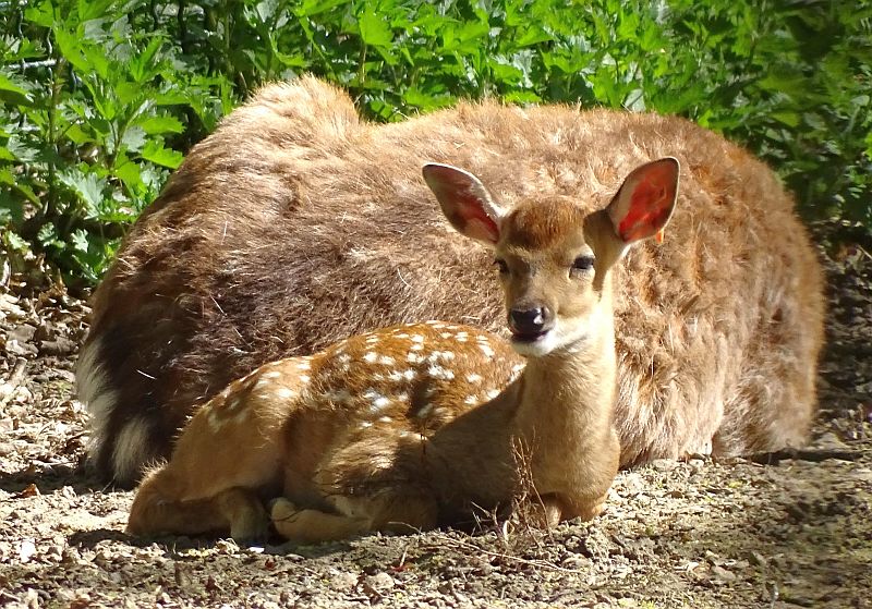 Junger Vietnam-Sikahirsch im Tierpark Berlin.
