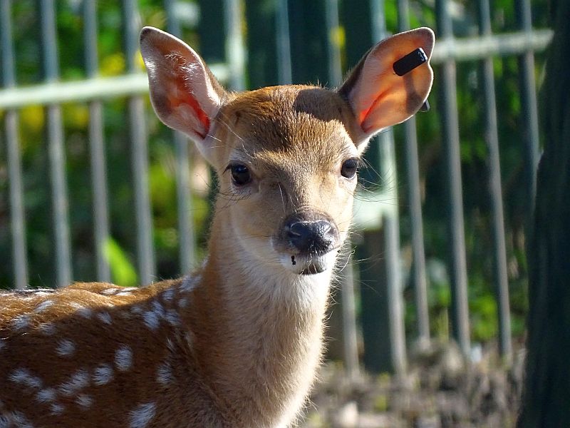 Vietnam-Sikahirsch -  Tierpark Berlin - Aktuelles Tierpark Berlin und Zoo Berlin - Freunde Hauptstadtzoos