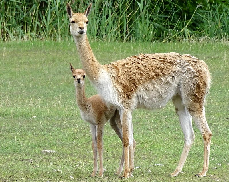 Jungtier bei den Vikunjas im Tierpark Berlin - Aktuelles aus Tierpark Berlin und Zoo Berlin - Freunde Hauptstadtzoos