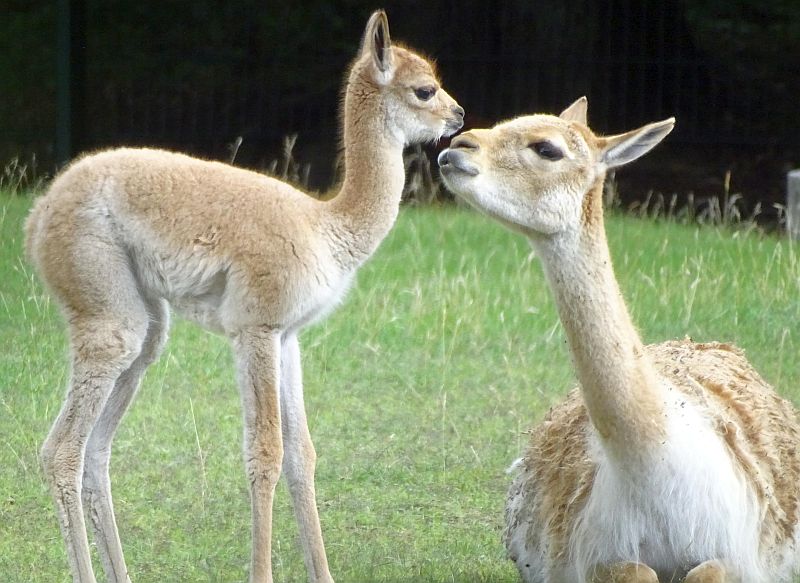 Jungtier bei den Vikunjas im Tierpark Berlin - Aktuelles aus Tierpark Berlin und Zoo Berlin - Freunde Hauptstadtzoos
