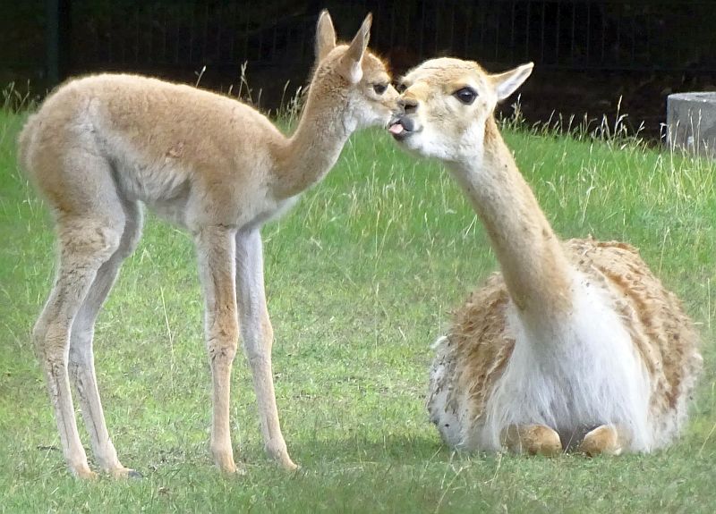 Jungtier bei den Vikunjas im Tierpark Berlin - Aktuelles aus Tierpark Berlin und Zoo Berlin - Freunde Hauptstadtzoos