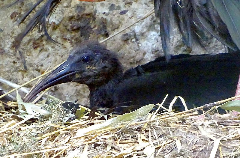 Waldrapp-Jungvogel im Tierpark Berlin