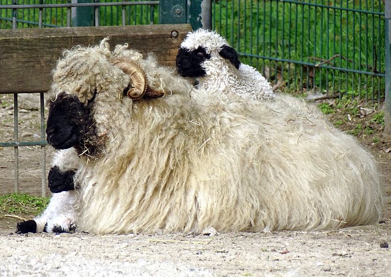 alt-"Walliser Schwarznasenschaf - Aktuelles Tierpark Berlin und Zoo Berlin - Freunde Hauptstadtzoos - Förderverein"