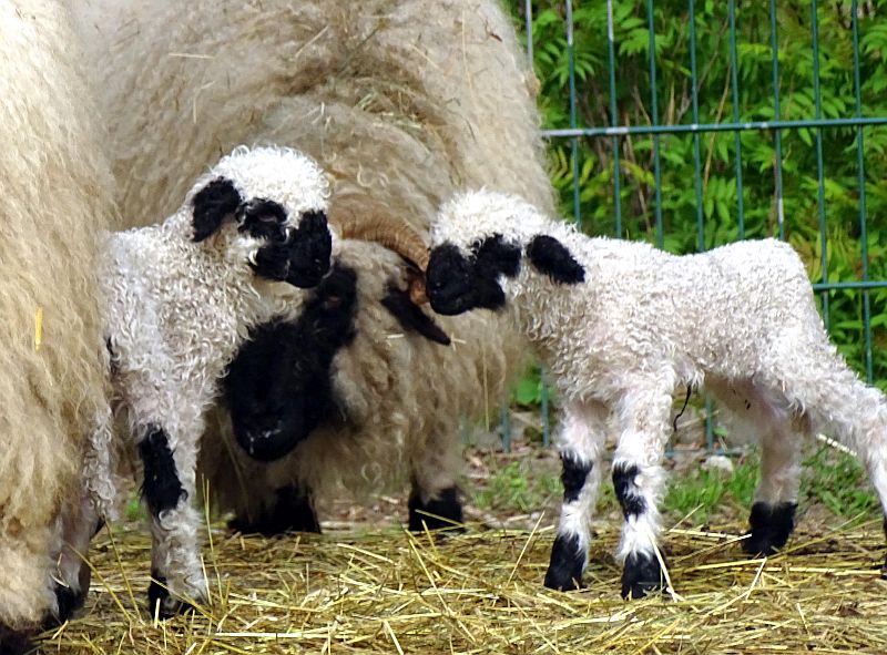 alt-"Walliser Schwarznasenschaf - Aktuelles Tierpark Berlin und Zoo Berlin - Freunde Hauptstadtzoos - Förderverein"