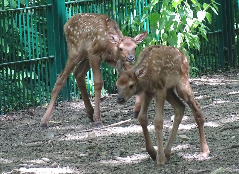 Wapiti - Tierpark Berlin - Aktuelles Tierpark Berlin und Zoo Berlin - Freunde Hauptstadtzoos