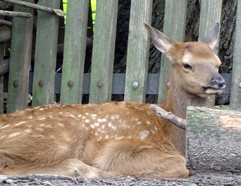 Nachwuchs bei den Wapitis im Tierpark Berlin - Aktuelles aus dem Tierpark Berlin und Zoo Berlin - Freunde Hauptstadtzoos