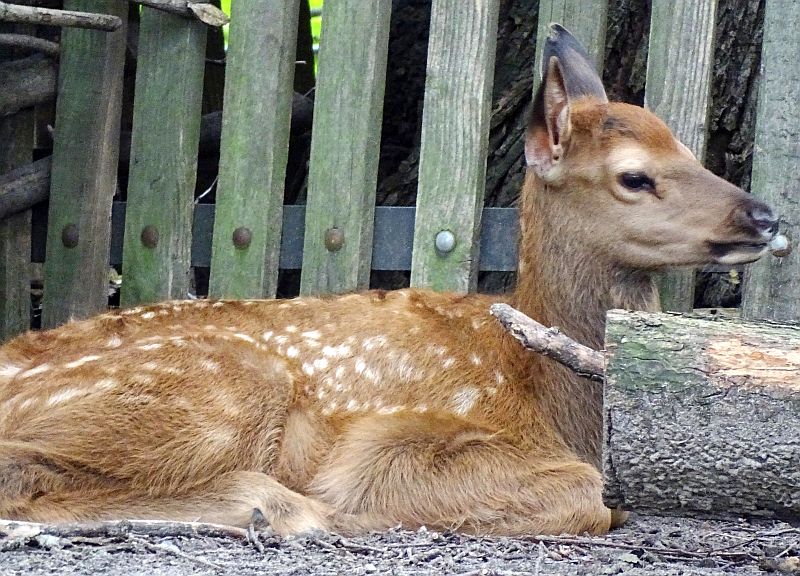 Nachwuchs bei den Wapitis im Tierpark Berlin - Aktuelles aus dem Tierpark Berlin und Zoo Berlin - Freunde Hauptstadtzoos