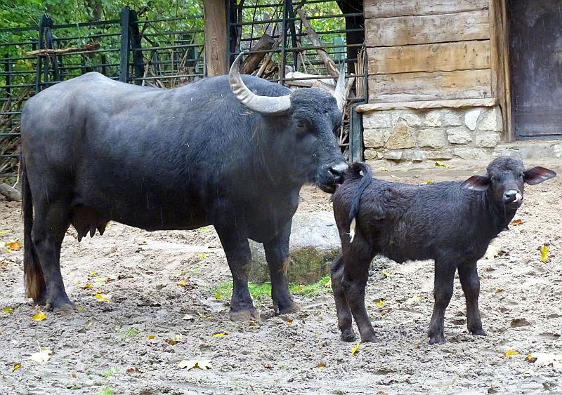 Nachwuchs bei den Europäischen Wasserbüffeln im Zoo Berlin - Aktuelles aus Tierpark Berlin und Zoo Berlin - Förderverein