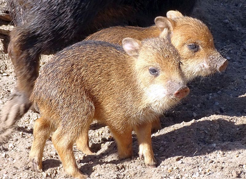 Weißbartpekari - Aktuelles Tierpark Berlin und Zoo Berlin - Freunde Hauptstadtzoos - Förderverein