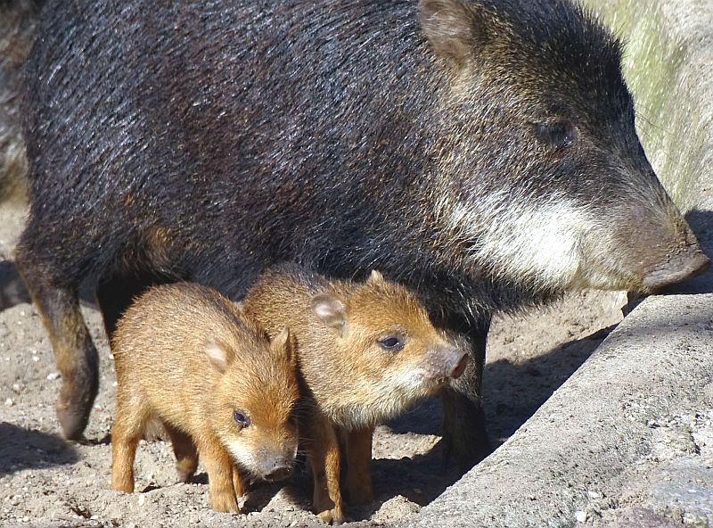 Weißbartpekari - Aktuelles Tierpark Berlin und Zoo Berlin - Freunde Hauptstadtzoos - Förderverein