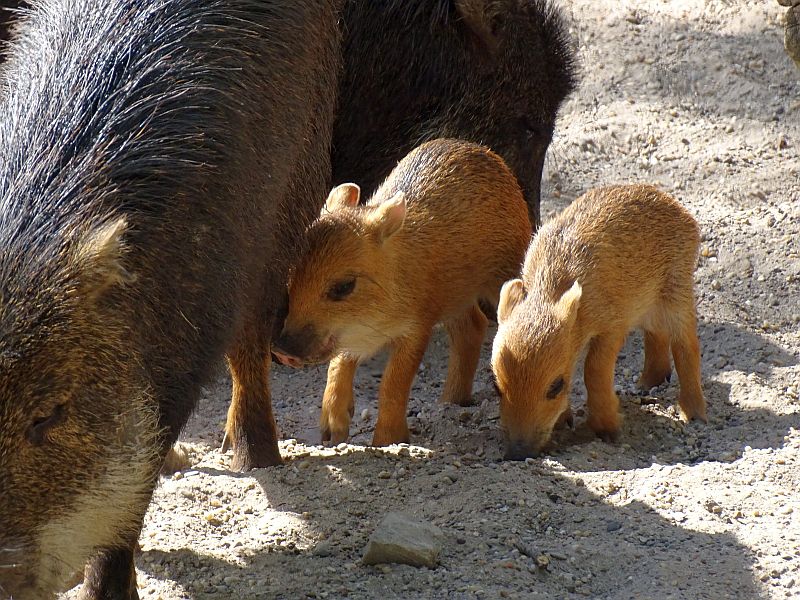 Weißbartpekari - Aktuelles Tierpark Berlin und Zoo Berlin - Freunde Hauptstadtzoos - Förderverein