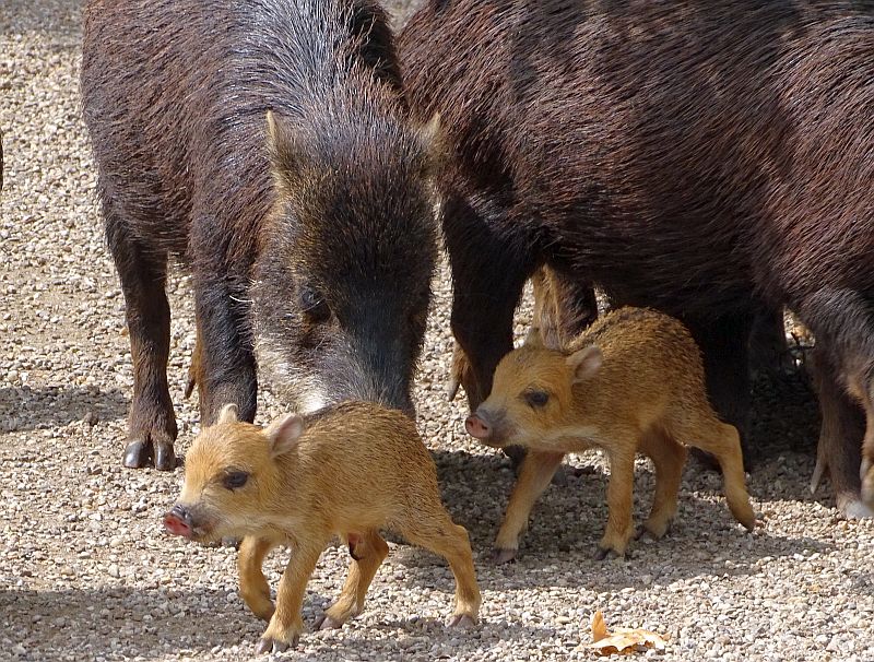 Weißbartpekaris mit zwei Jungtieren im Zoo Berlin.