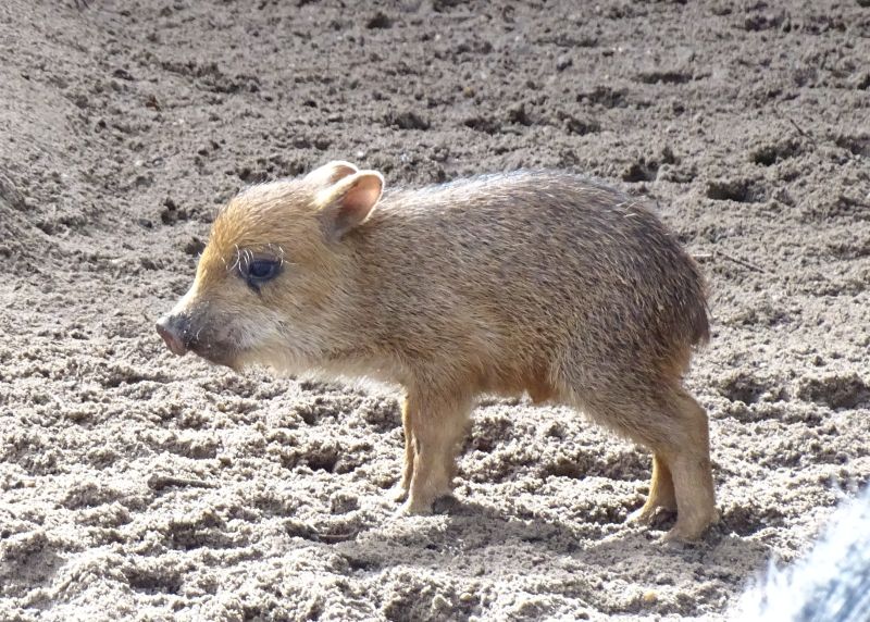 Weißbartpekari - Jungtier -  Aktuelles Tierpark Berlin und Zoo Berlin - Freunde Hauptstadtzoos - Förderverein