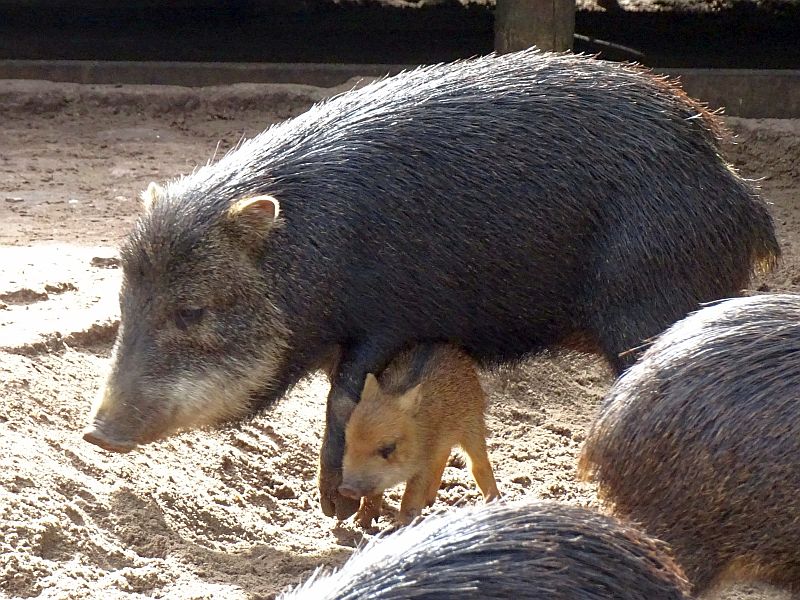 Weißbartpekari - Jungtier -  Aktuelles Tierpark Berlin und Zoo Berlin - Freunde Hauptstadtzoos - Förderverein