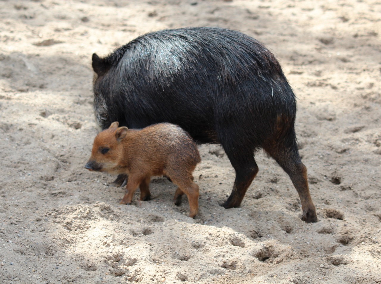 Weißbartpekari - Zoo Berlin - Aktuelles - Freunde Hauptstadtzoos - Förderverein