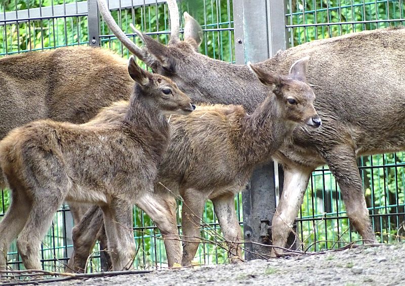 Weißlippenhirsch mit Jungtieren im Tierpark Berlin