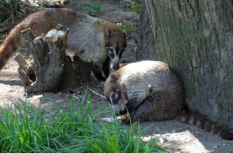 alt-"Weißrüssel-Nasenbär - Aktuelles Tierpark Berlin und Zoo Berlin - Freunde Hauptstadtzoos - Förderverein"