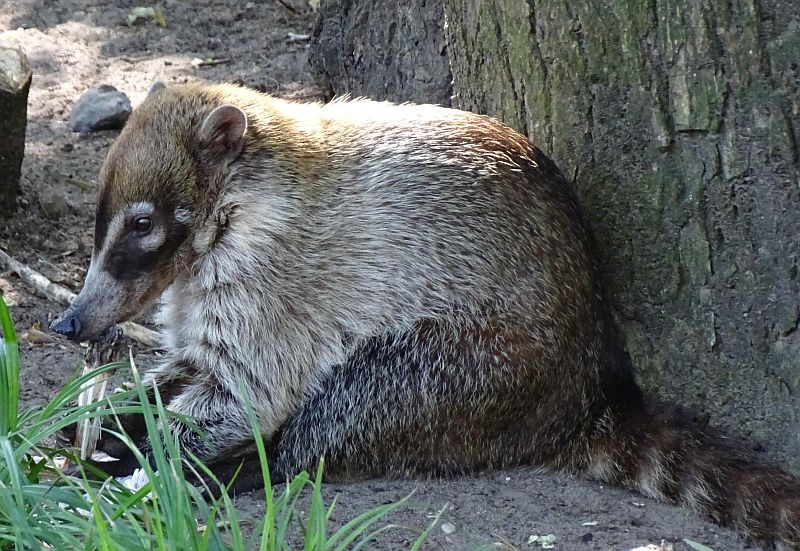alt-"Weißrüssel-Nasenbär - Aktuelles Tierpark Berlin und Zoo Berlin - Freunde Hauptstadtzoos - Förderverein"