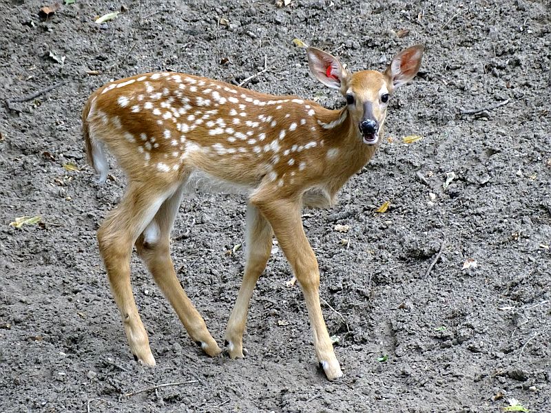 Weißwedelhirsch - Aktuelles Tierpark Berlin und Zoo Berlin - Freunde Hauptstadtzoos - Förderverein