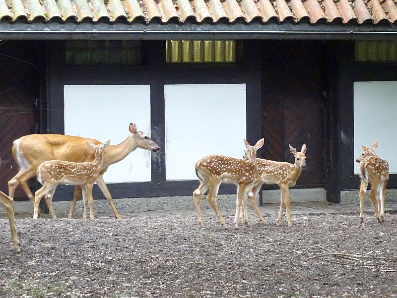 Fünf Jungtiere bei den Weißwedelhirschen im Zoo Berlin geboren - Freunde Hauptstadtzoos - Helfen