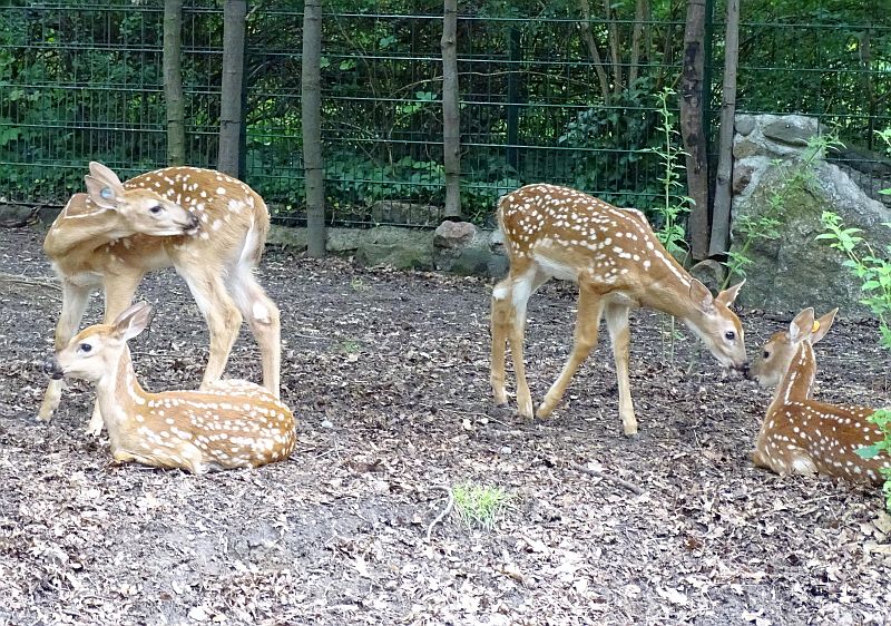 Fünf Jungtiere bei den Weißwedelhirschen im Zoo Berlin geboren - Freunde Hauptstadtzoos - Helfen