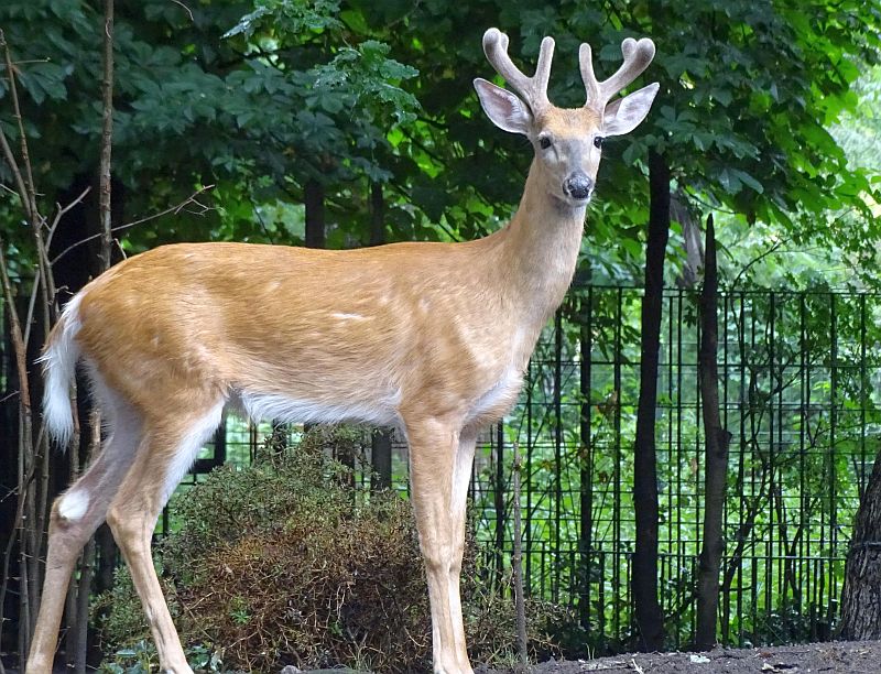 Fünf Jungtiere bei den Weißwedelhirschen im Zoo Berlin geboren - Freunde Hauptstadtzoos - Helfen