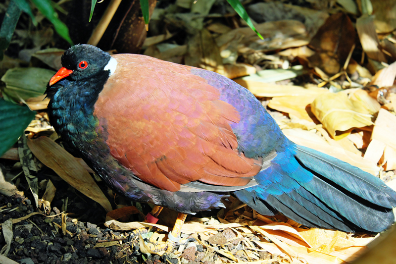 Weißnacken-Fasantaube - Zoo Berlin - Aktuelles - Freunde Hauptstadtzoos - Förderverein