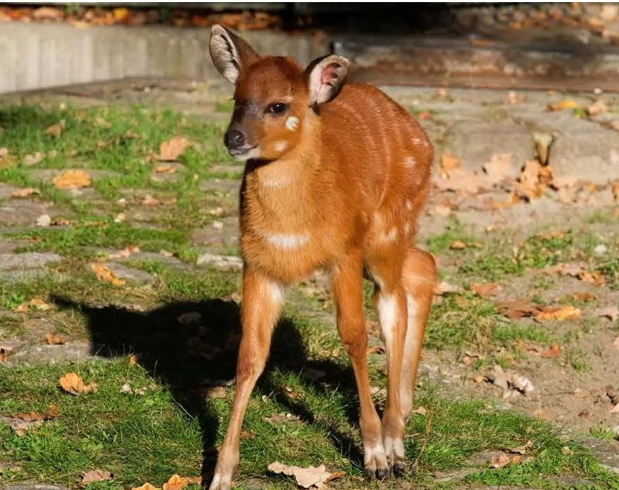 Westafrikanischer Sitatunga - Jungtier -  Aktuelles Tierpark Berlin und Zoo Berlin - Freunde Hauptstadtzoos - Förderverein