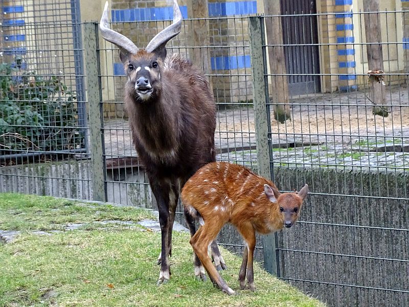 Westafrikanischer SitatungaNachwuchs auf der Außenanlage im Zoo Berlin