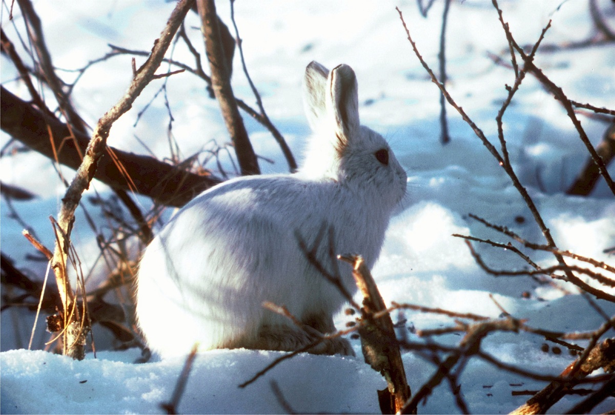 alt-"Winterfell und Daunenkleid - Tierreich - Tierwissen - Tiere - Tierlexikon - Freunde Hauptstadtzoos"