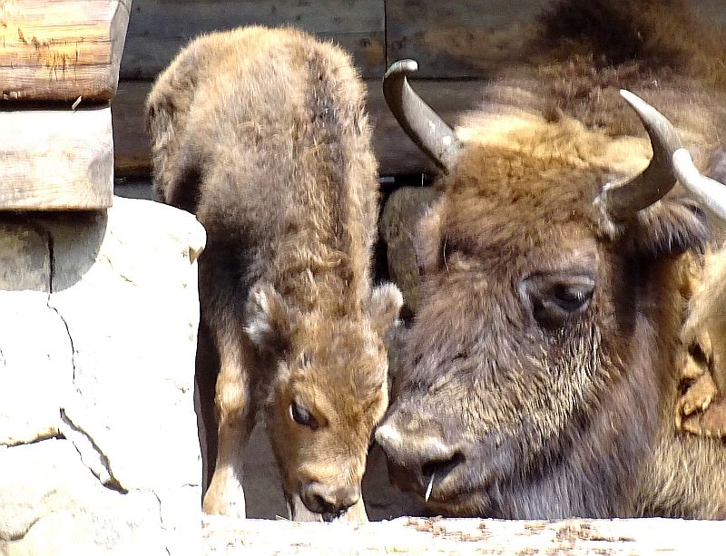 Wisentkalb im Zoo Berlin.