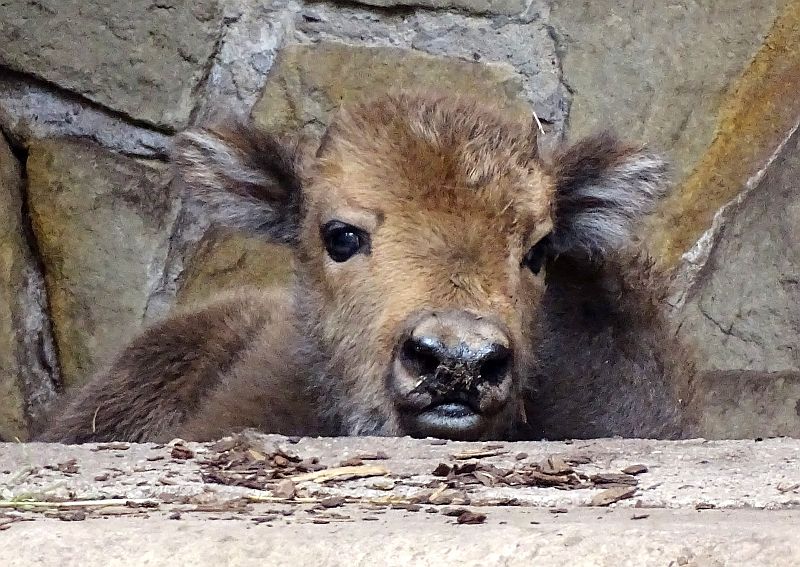 Wisentkalb im Zoo Berlin.