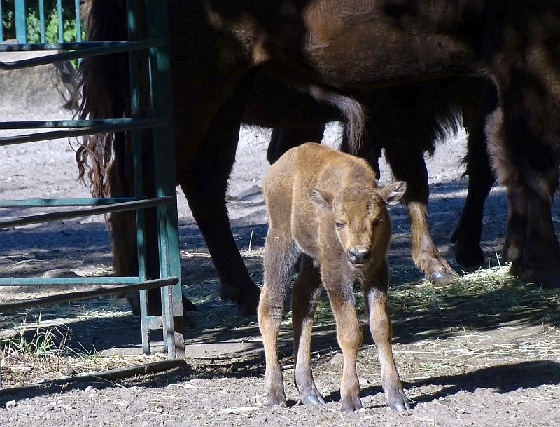 Wisent - Tierpark Berlin - Aktuelles - Freunde Hauptstadtzoos - Förderverein