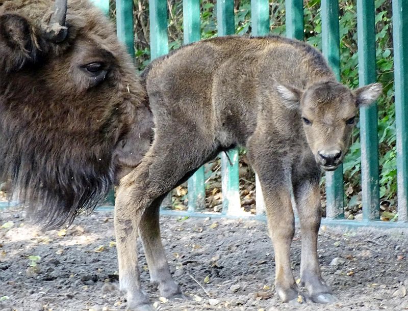 Wisent im Tierpark Berlin geboren - Freunde Hauptstadtzoos - Helfen