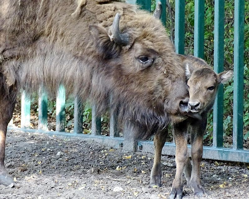 Wisent im Tierpark Berlin geboren - Freunde Hauptstadtzoos - Helfen
