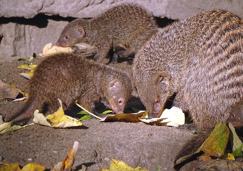 alt-"Zebramangusten - Tierpark Berlin - Aktuelles Tierpark Berlin und Zoo Berlin - Freunde Hauptstadtzoos"