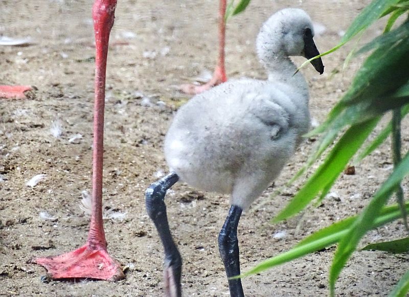 Zwergflamingo-Küken im Zoo Berlin