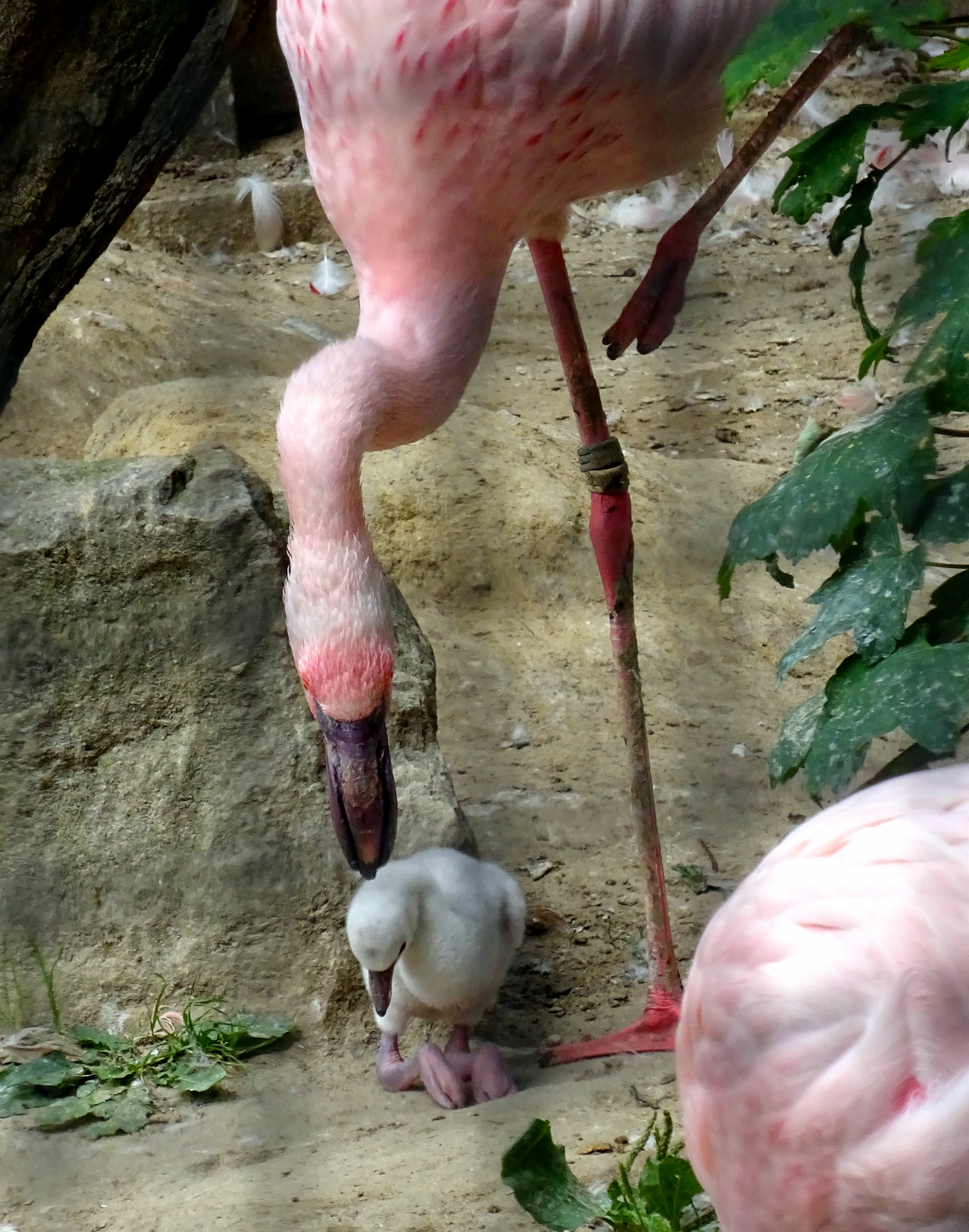 Zwergflamingo - Zoo Berlin - Aktuelles - Freunde Hauptstadtzoos - Förderverein
