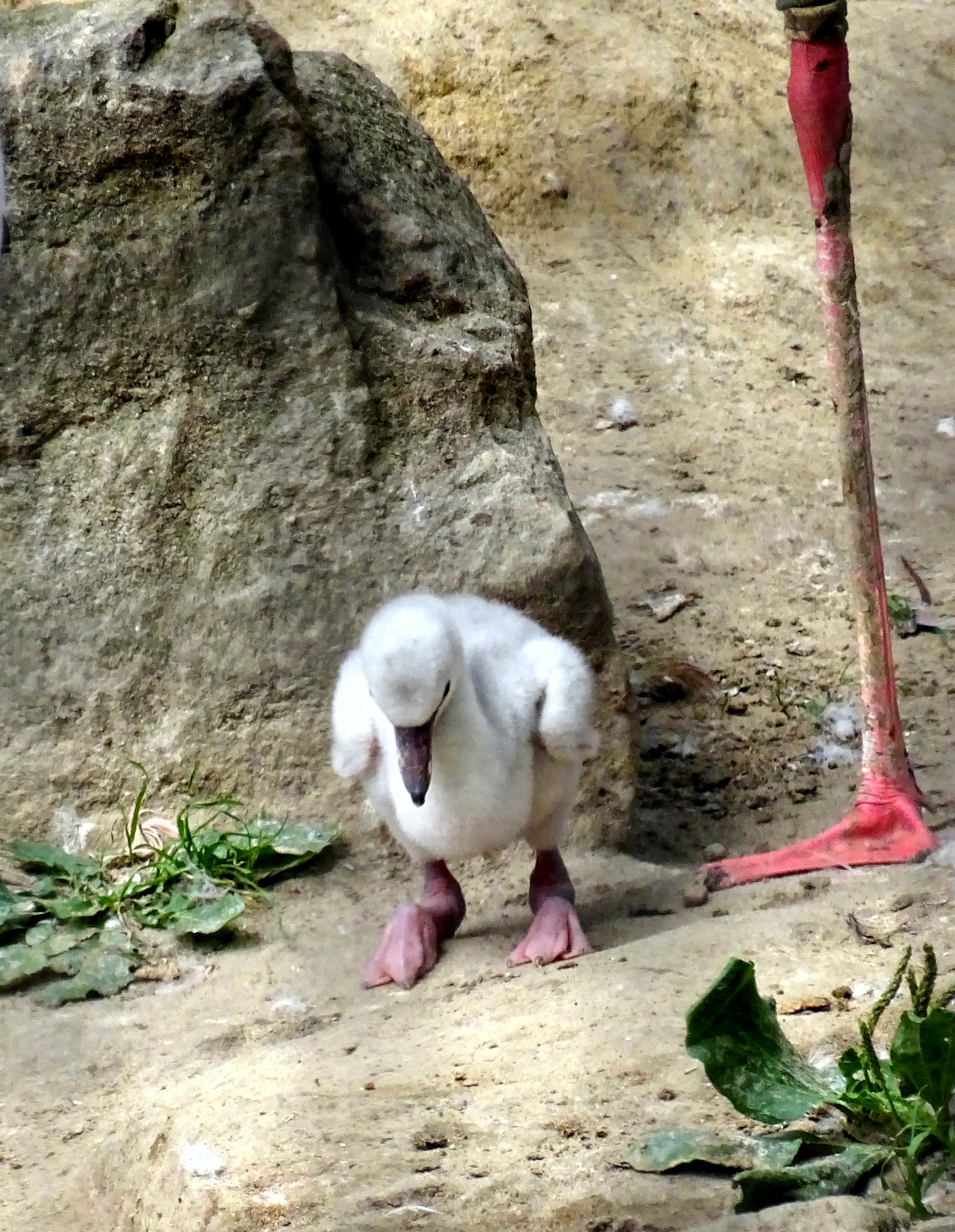 Zwergflamingo - Zoo Berlin - Aktuelles - Freunde Hauptstadtzoos - Förderverein