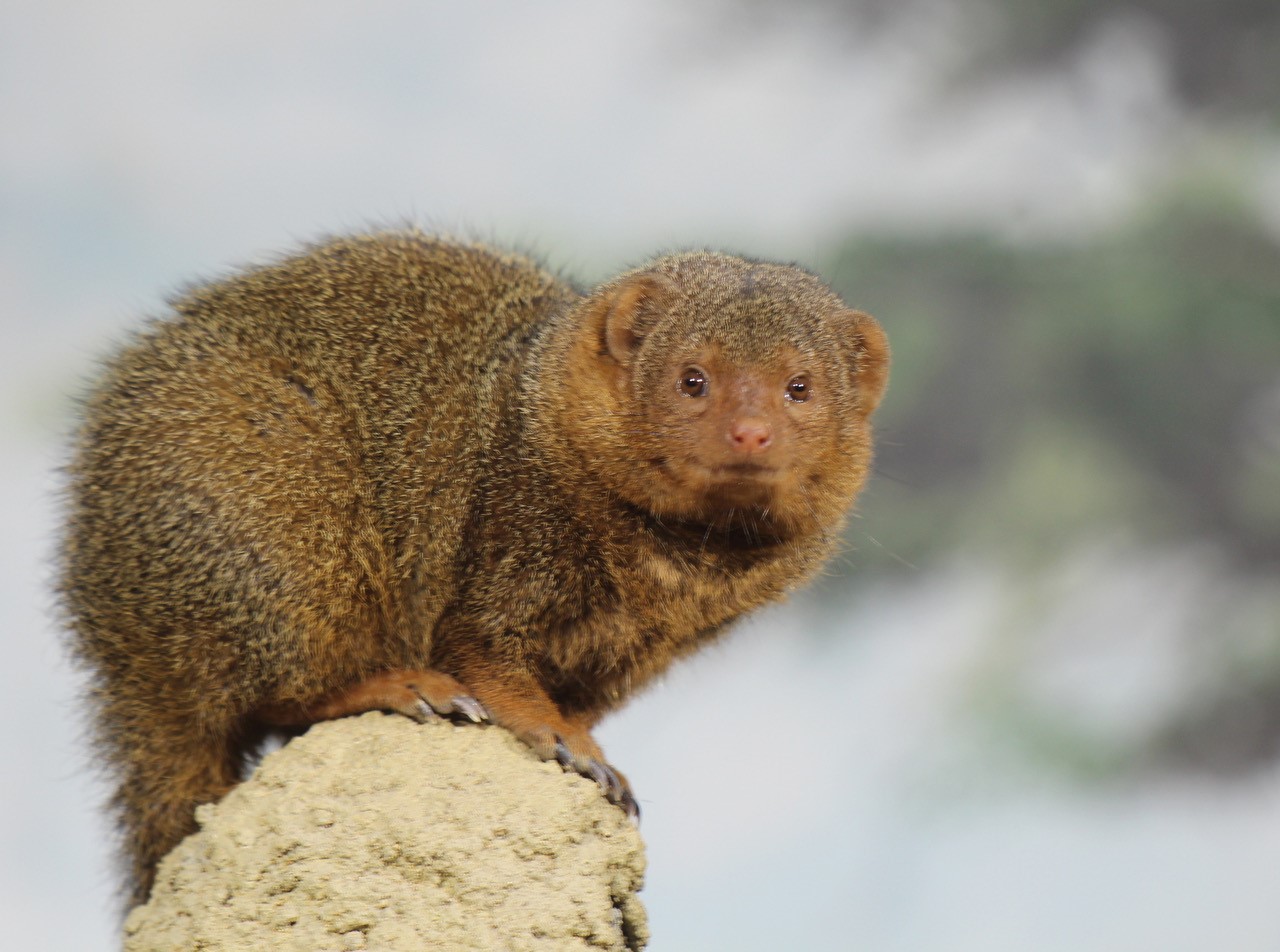 Zwergmangusten - Zoo Berlin - Aktuelles - Freunde Hauptstadtzoos - Förderverein