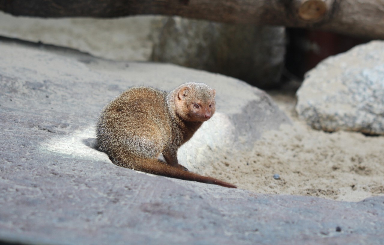 Zwergmangusten - Zoo Berlin - Aktuelles - Freunde Hauptstadtzoos - Förderverein