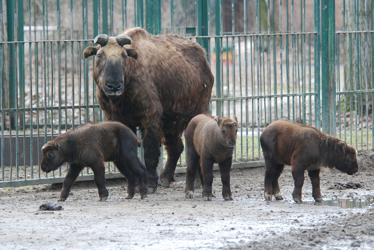 Mishmi-Takin - Von allem etwas Hinsichtlich Erscheinungsbild und Lebensweise ist der Takin eine Mischung verschiedener Hornträger. Deshalb wird er auch 